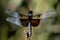 Widow Skimmer on plant stem.