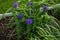 Widows Tears plant in the garden after a morning shower