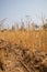 Wielding Young rice plants in very dry and cracked paddy field