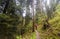Wielki Lubon, Poland: Unidentified People hiking or trek towards lubon Wielki mountain through forest or woods