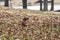 Wiener / dachshund dog standing in the leaves