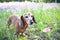 Wiener dog in a patch of purple flowers