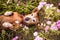 Wiener dog in a patch of purple flowers