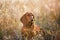 Wiener dog portrait