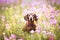 Wiener dog sitting in a patch of purple flowers