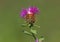 Wig knapweed purple flower, Centaurea phrygia ssp. pseudophrygia