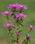 Wig knapweed purple flower, Centaurea phrygia ssp. pseudophrygia