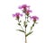 Wig knapweed purple flowers isolated on white, Centaurea phrygia ssp. pseudophrygia