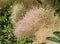 Wig-like feathery plumes of Cotinus coggygria