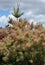 Wig-like feathery plumes of Cotinus coggygria