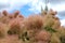 Wig-like feathery plumes of Cotinus coggygria