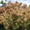 Wig-like feathery plumes of Cotinus coggygria