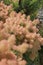 Wig-like feathery plumes of Cotinus coggygria