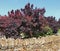 Wig-like feathery plumes of Cotinus coggygria ‘Royal purple‘