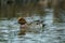 Wigeon in the river in winter