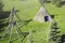 Wigwam type thatch huts in native american camp site.Wigwam type thatch huts .Straw wigwam on a glade on a sunny spring day