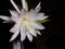 Wijaya Kusuma flower that blooms at night