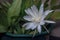 Wijaya kusuma flower, Epiphyllum anguliger, crenate orchid cactus, Night Jasmine Epiphyllum.