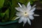 Wijaya kusuma flower, Epiphyllum anguliger, crenate orchid cactus, Night Jasmine Epiphyllum.