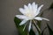 Wijaya kusuma flower, Epiphyllum anguliger, crenate orchid cactus, Night Jasmine Epiphyllum.