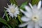 Wijaya kusuma flower, Epiphyllum anguliger, crenate orchid cactus, Night Jasmine Epiphyllum.
