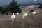 Wild Abruzzo, Italy, with mountains and white cows