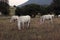 Wild Abruzzo, Italy, with mountains and white cows