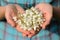 Wild acacia flowers in girl\'s hands