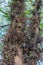 Wild acacia tree thorns. Thorny trunk close up with blue sky