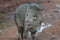 Wild adorable javelina hog with its mouth open