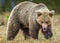 Wild adult Brown Bear