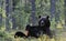 Wild Adult Brown Bear llies on his back with his paws raised in the green grass in the summer forest. Green pine forest natural