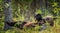 Wild Adult Brown Bear lying on his back with his paws raised in the green grass in the summer forest. Green pine forest natural