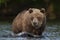 Wild adult brown bear male in the water. Close up, front view. Kamchatka brown bear, scientific name: Ursus Arctos Piscator. Kamch