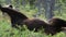 Wild Adult Brown Bear roll over in the green grass.