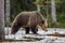 Wild Adult Brown Bear on the snow in early spring forest.