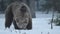 Wild adult Brown bear in the snow in winter forest. Adult Big Brown Bear. Scientific name: Ursus arctos. Natural habitat. Winter