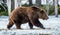 Wild Adult Brown Bear Ursus arctos on the snow.