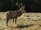 Wild, adult dominant Cervus elaphus Red deer male