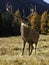 Wild, adult dominant Cervus elaphus Red deer male