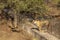 Wild adult female bengal tiger or panthera tigris solitary animal side profile standing on wall during wildlife safari at