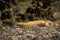 Wild adult male bengal tiger or panthera tigris solitary animal back profile sleeping during wildlife safari at ranthambore
