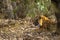 Wild adult male bengal tiger or panthera tigris solitary animal side profile sitting during wildlife safari at ranthambore