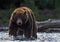 Wild adult male of  brown bear fishing for salmon. Front view. Sunset backlight. Brown bear chasing sockeye salmon at a river.