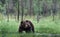 Wild Adult Male of Brown bear on the swamp in the pine forest. Front view.