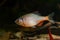 Wild adult male of European bitterling in bright spawning coloration swim fast in a freshwater aquarium