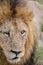 Wild Adult Male Lion Close Up