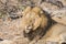 Wild Adult Male Lion with a Loose Canine in South Africa