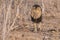 Wild Adult Male Lion with a Loose Canine Stalking Prey