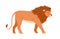 Wild adult male lion with mane. African feline animal walking. Leo king with shaggy hair on head, profile. Jungle